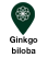 Ginkgo