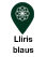 Lliri blau